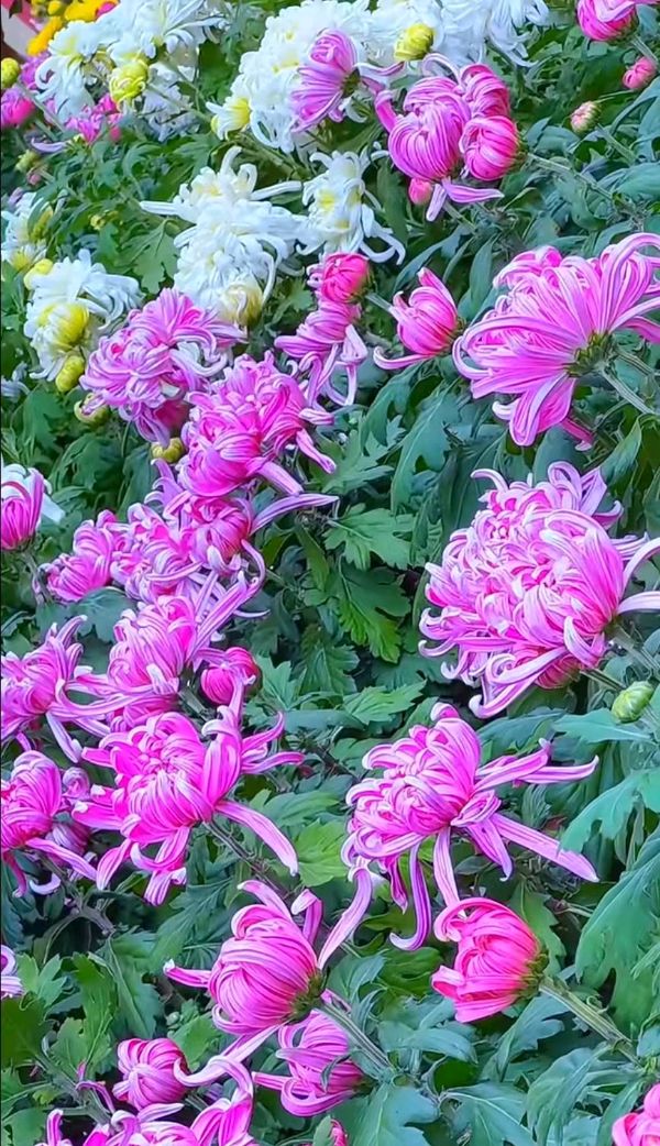 【荣耀中国】咏菊三首草田（山西）（图2）