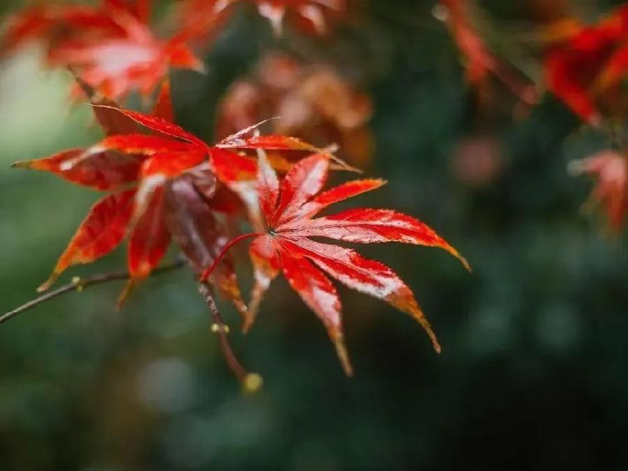 秋雨闲绪（文/许碧霞）……莲叶之珠文学社