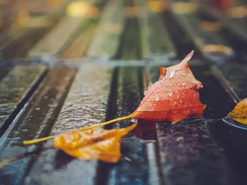 秋雨闲绪（文/许碧霞）……莲叶之珠文学社（图4）