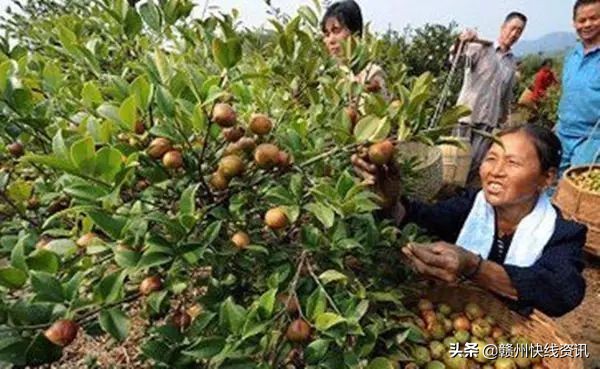 秋蕊香·摘木梓（文/邹晓华）……莲叶之珠文学社（图4）