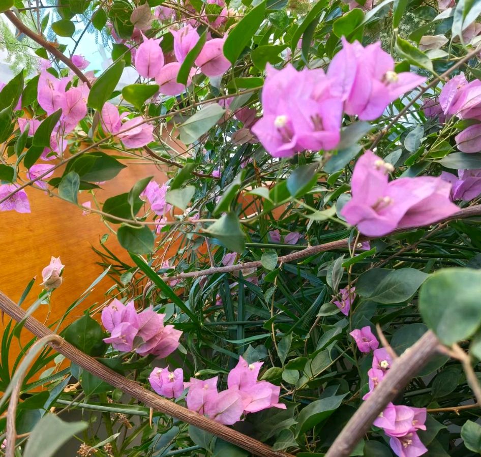 阳台上的三角梅花