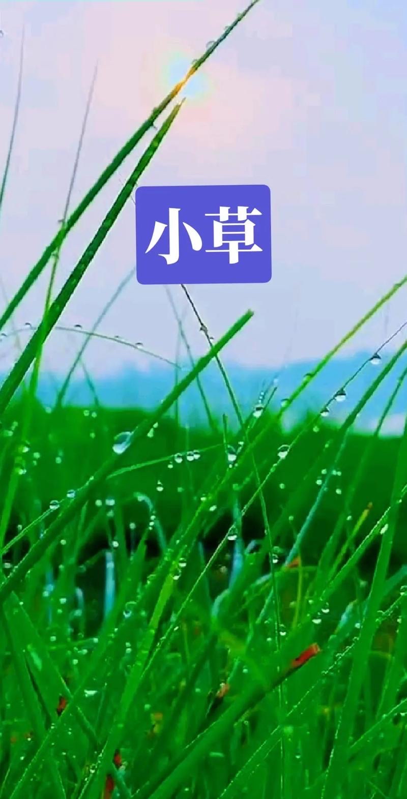 【中英文双语朗诵】：小草||文/译/圣坤（加拿大）诵读/花仙子/海外头条（图5）