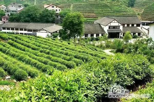 【九月茶韵文学诗社】2024—051期《龙井问茶 虎跑寻泉》作者伤木 朗诵小丽花 编辑制作 刘林丽（图7）