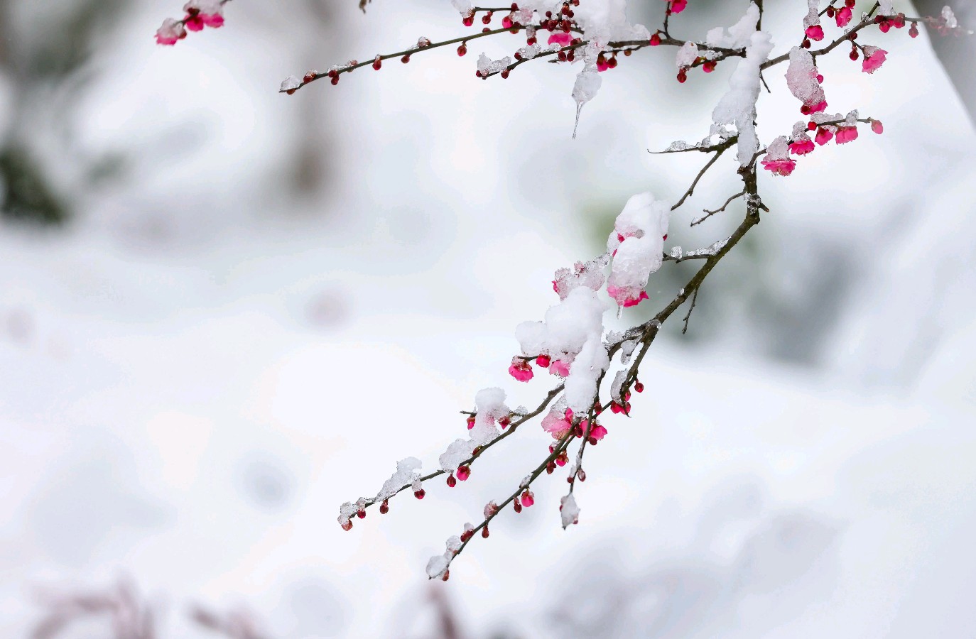 【雪花的快乐】作者李永林 朗诵家明（图3）