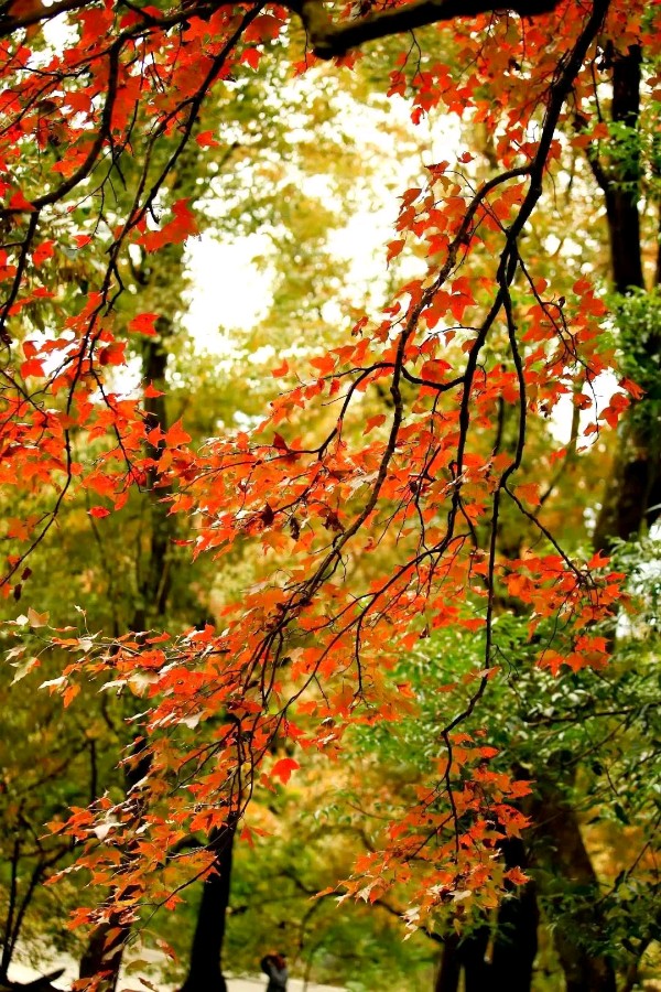 请欣赏江南居士佳词六首（图2）