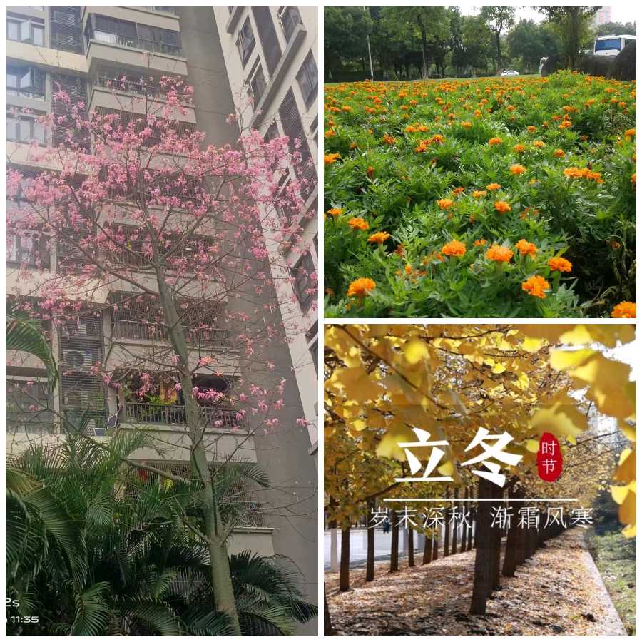【经典推荐】曾培方//立冬有感[外一首]（图3）