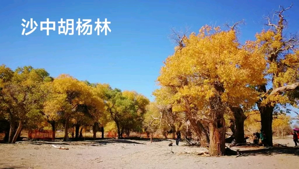 居延海风光～诗||李耀文（图16）