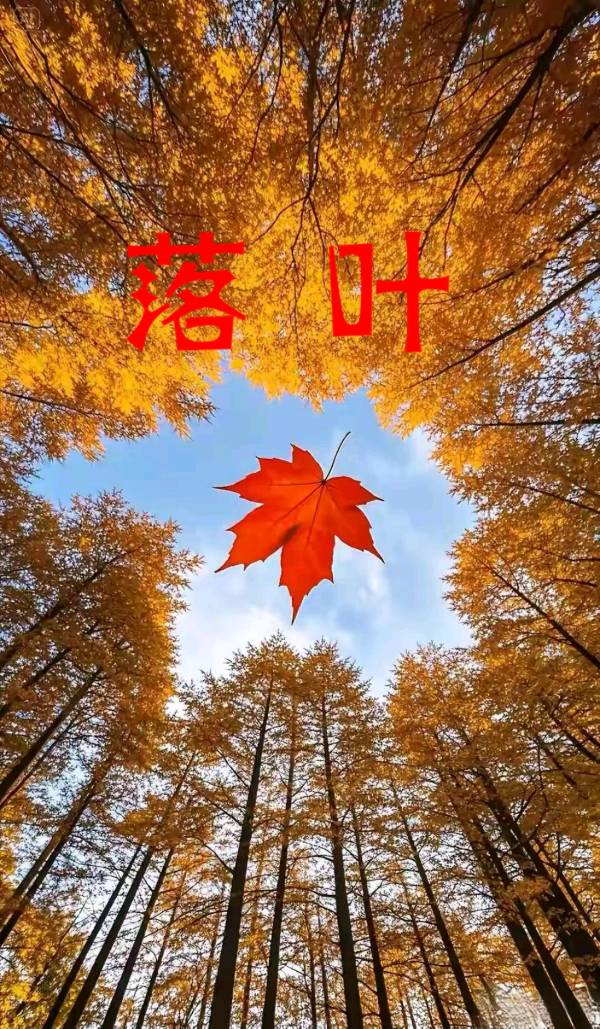 七律-落叶（连载四）诗||马文智（图8）