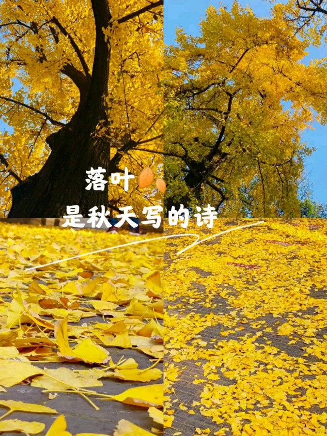 七律-落叶（连载四）诗||马文智（图17）