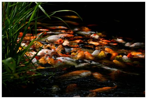 《江南诗絮文化中心》2024年11月刊（图11）