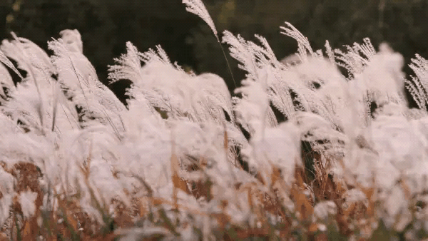 【枫雅汇看图约诗】第360期《西风残阳芦花飞》（图11）