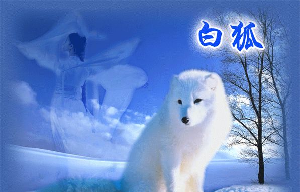 《白狐》作者/胡琴