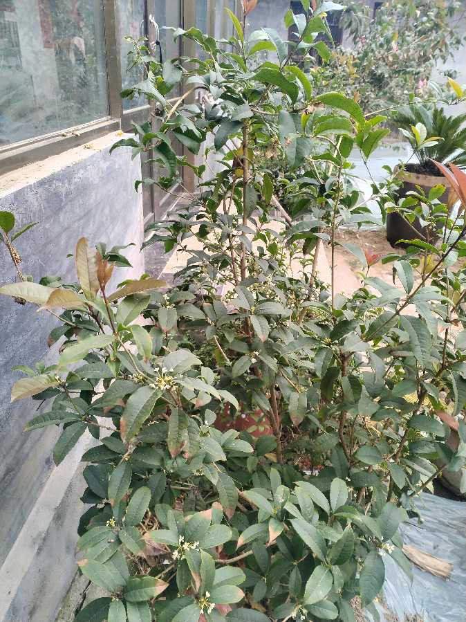桂花赞～诗||乔保成（图18）