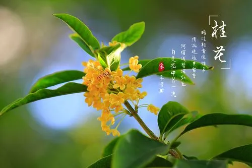 桂花赞～诗||乔保成（图14）