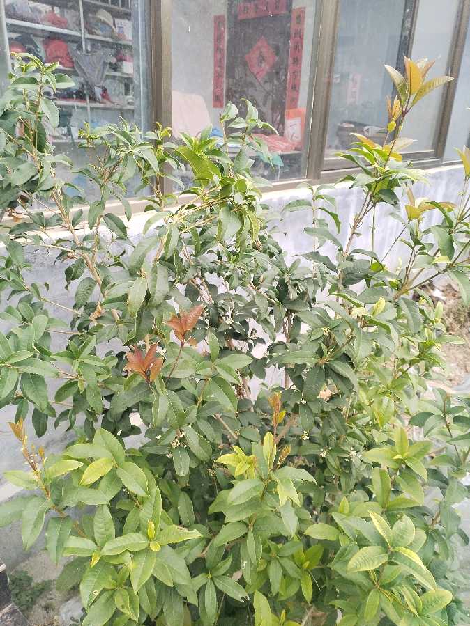 桂花赞～诗||乔保成（图15）