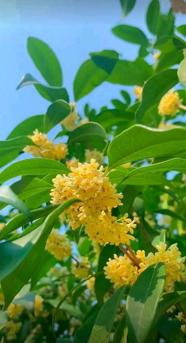 桂花赞～诗||乔保成（图9）
