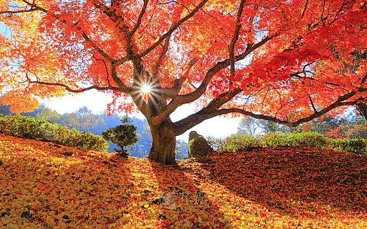 朗诵《秋天的爱》主播：化虹、阳光雨露、田英华、致远方、保龄、楚濋、布丁、戚悦、紫菀、净雅朵朵、闲卧松云，作者：小星星（图4）