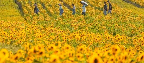 朗诵《秋天的爱》主播：化虹、阳光雨露、田英华、致远方、保龄、楚濋、布丁、戚悦、紫菀、净雅朵朵、闲卧松云，作者：小星星（图5）