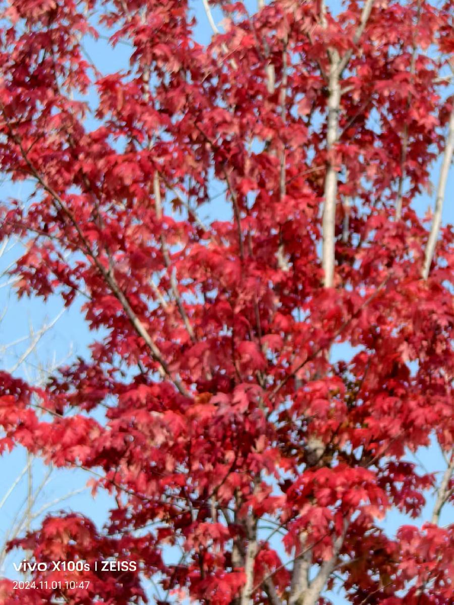 徐州诗人—芙蕖— 满江红.写在甲辰年立冬｜海外头条（图5）