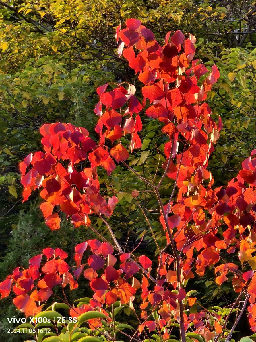 徐州诗人—芙蕖— 满江红.写在甲辰年立冬｜海外头条（图8）