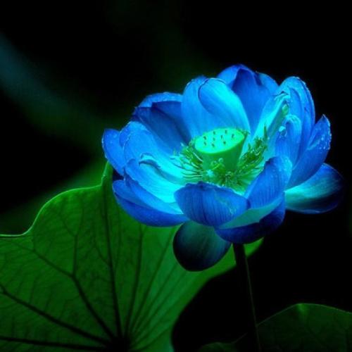 冬朝赋/蓝莲颂（文/孙述考）……莲叶之珠文学社（图5）