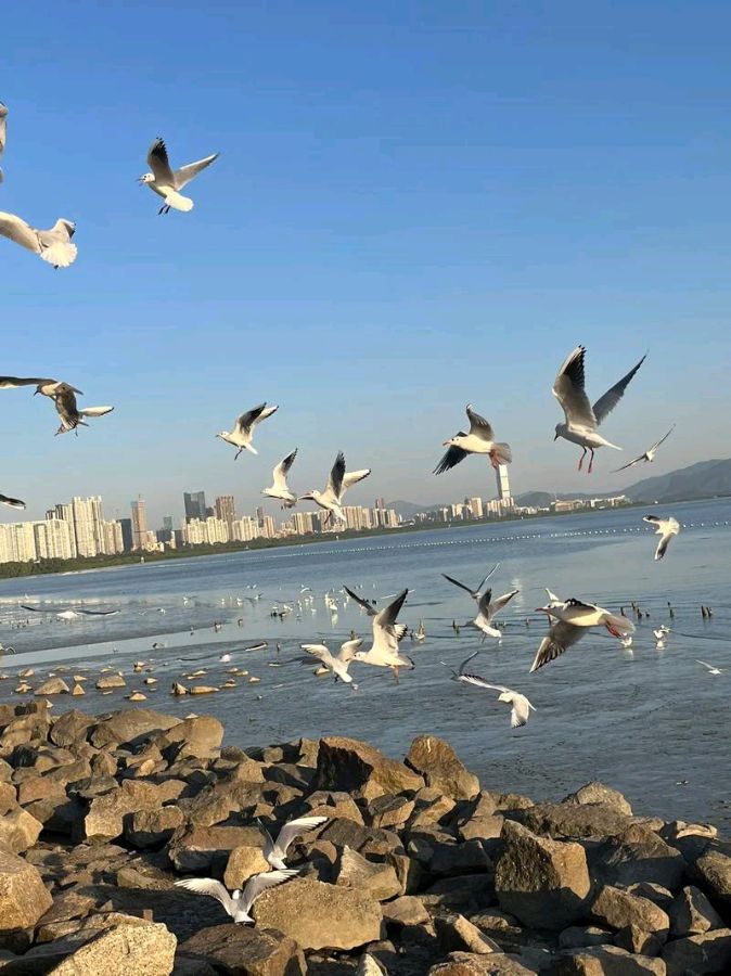 欣赏郑金波老师自由体诗·《洒脱》（图2）