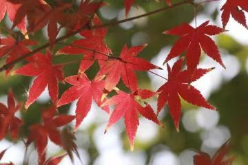 七绝·初冬红叶（文/冯清明）……莲叶之珠文学社