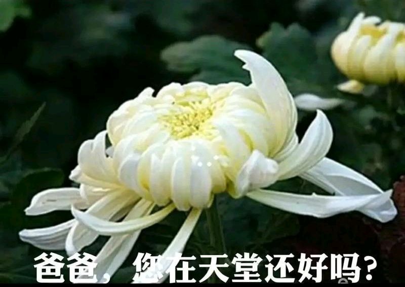 怀念父亲～文||周学华（图10）