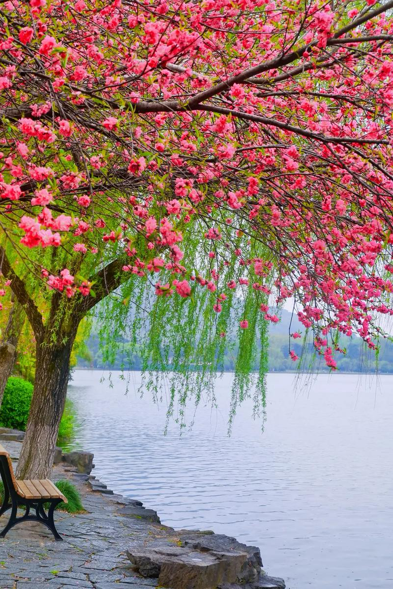 华万里：《春天的回忆与到来》海外头条（图5）