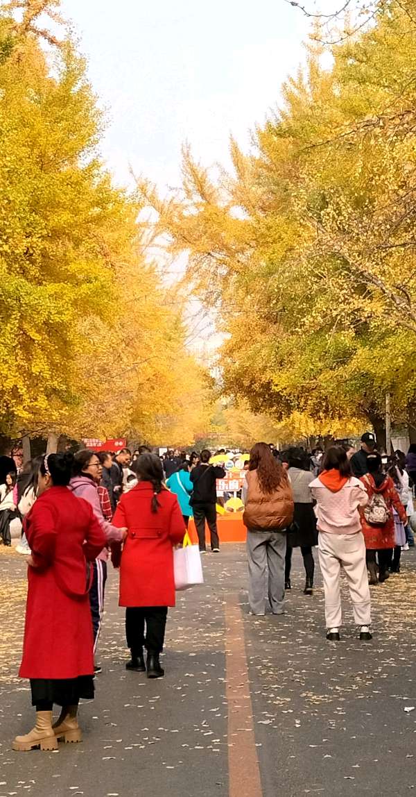 欣赏何春志老师七绝·辽宁大学银杏节（图4）