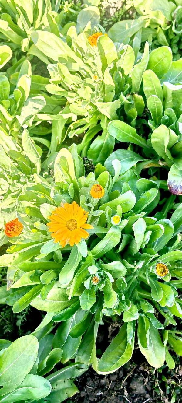 蝶恋花-孟冬漫步～词||紫色梦幻（图20）