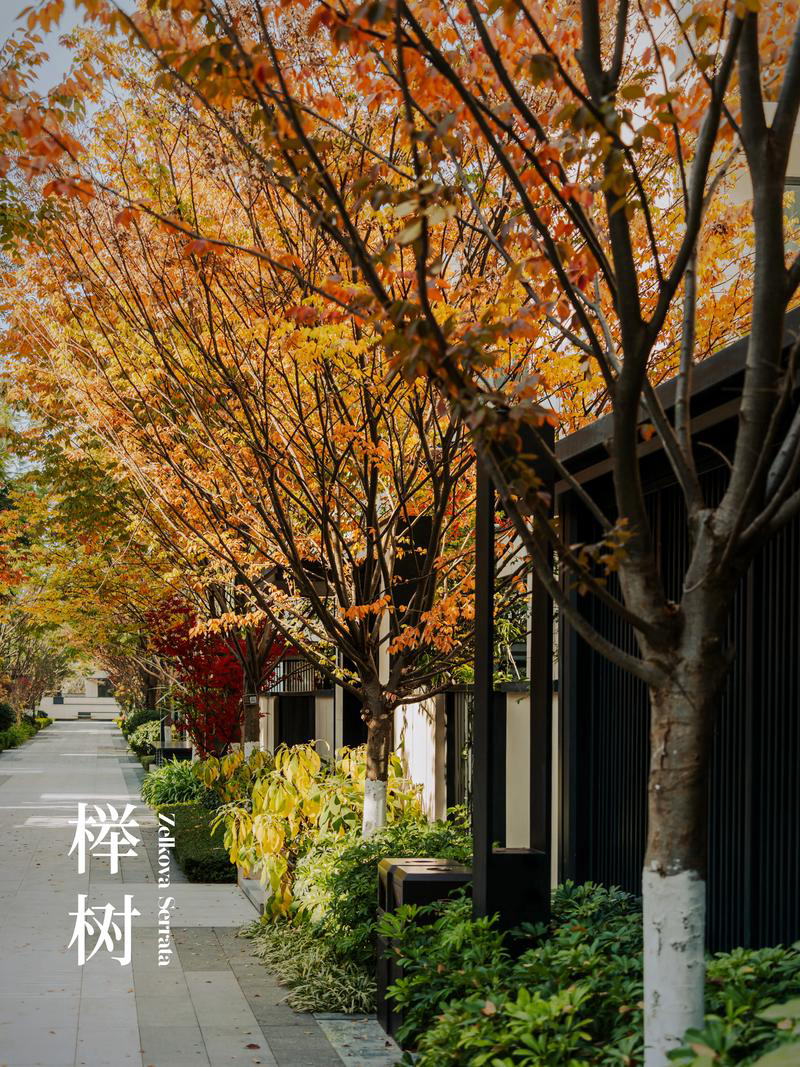 咏樱：《把自己想象成一棵榉树》海外头条（图5）