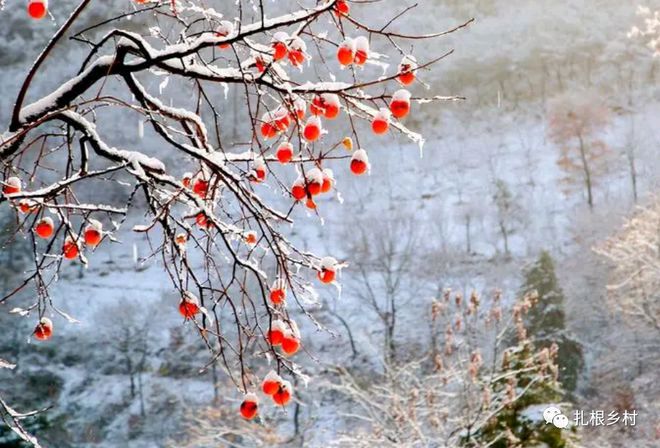 小雪 文/高建文
