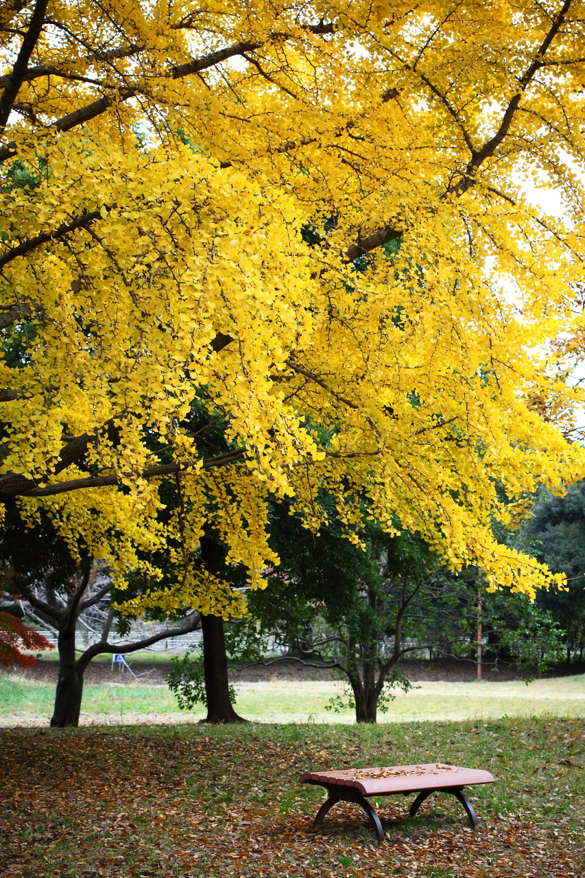 徐州诗人-芙蕖-沁园春.银杏树礼赞｜海外头条（图5）
