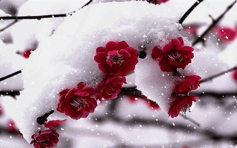 【神都诗社】第106期《雪》(图4)