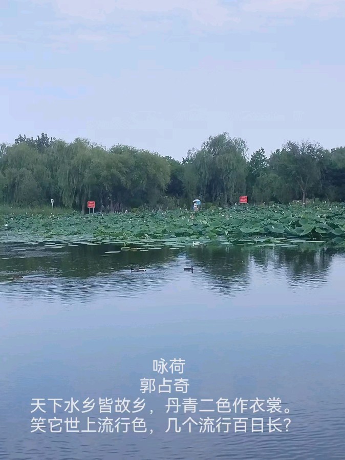 郭占奇老师“咏荷”汇编（之二）（图3）