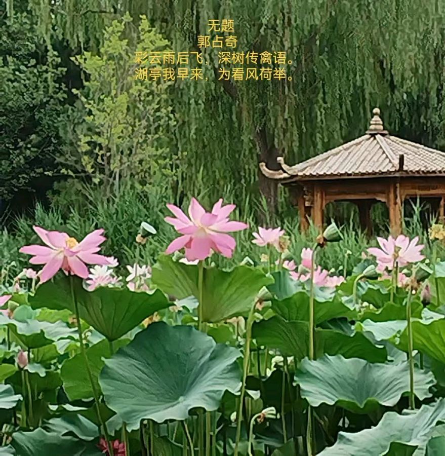 郭占奇老师“咏荷”汇编（之二）（图4）