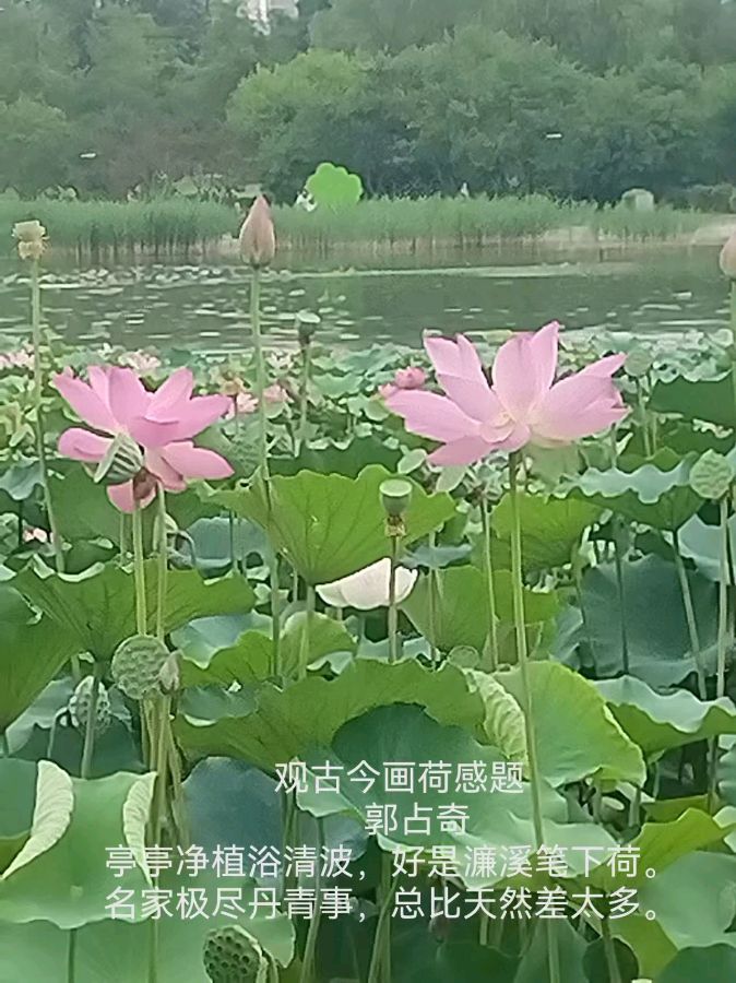 郭占奇老师“咏荷”汇编（之二）（图8）
