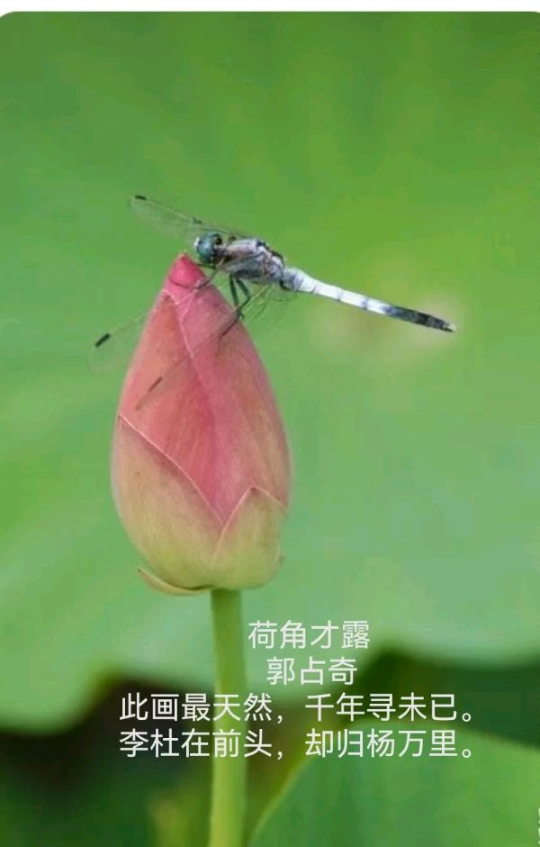 郭占奇老师“咏荷”汇编（之二）（图13）