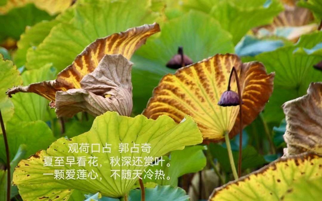 郭占奇老师“咏荷”汇编（之二）（图15）