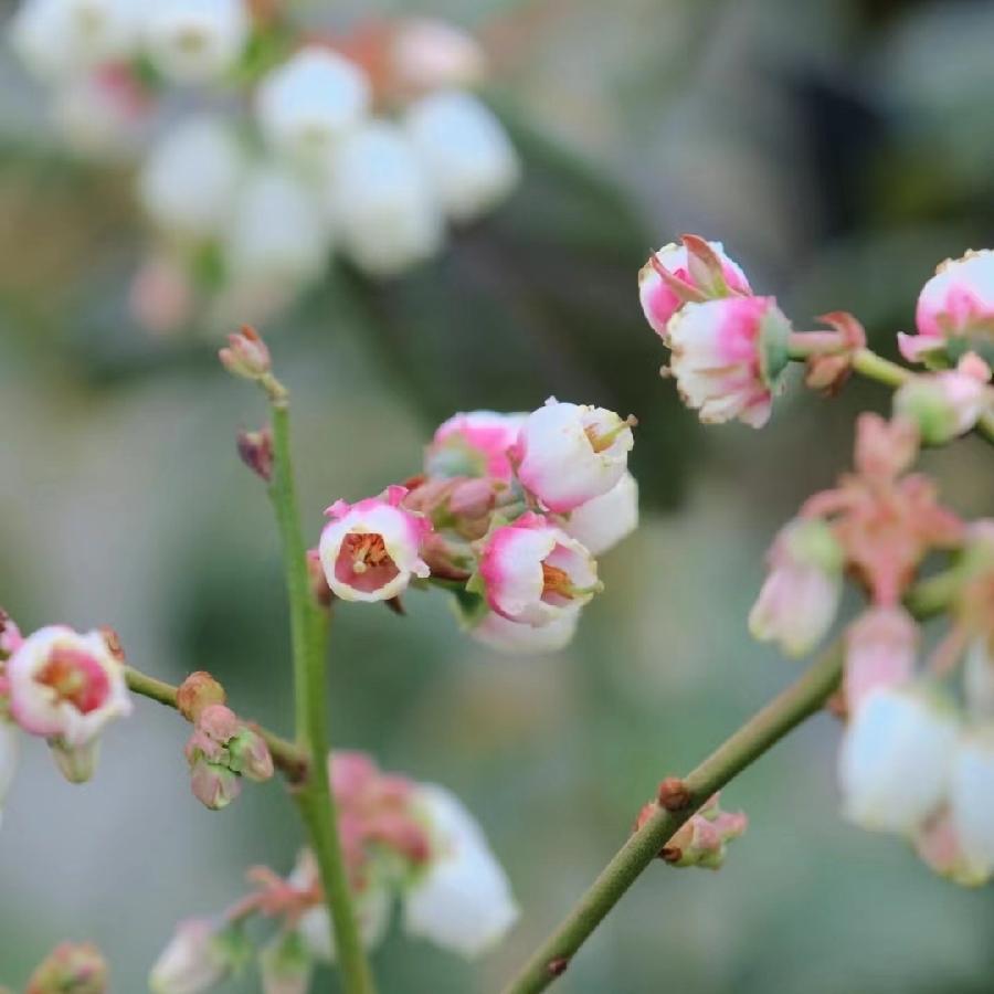 比明：《蓝莓花》海外头条（图5）