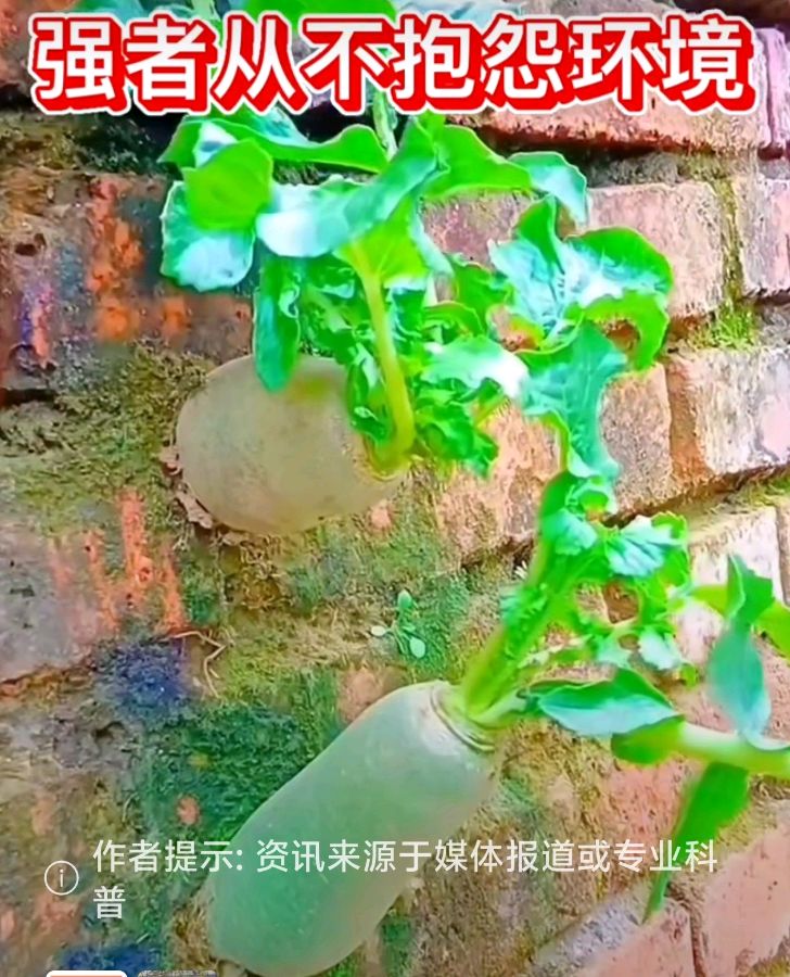 【5349】高风亮节:诗作四首（图5）