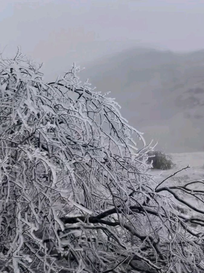 「散文」你好，小雪，斑鸠忙着觅食饱暖（图3）