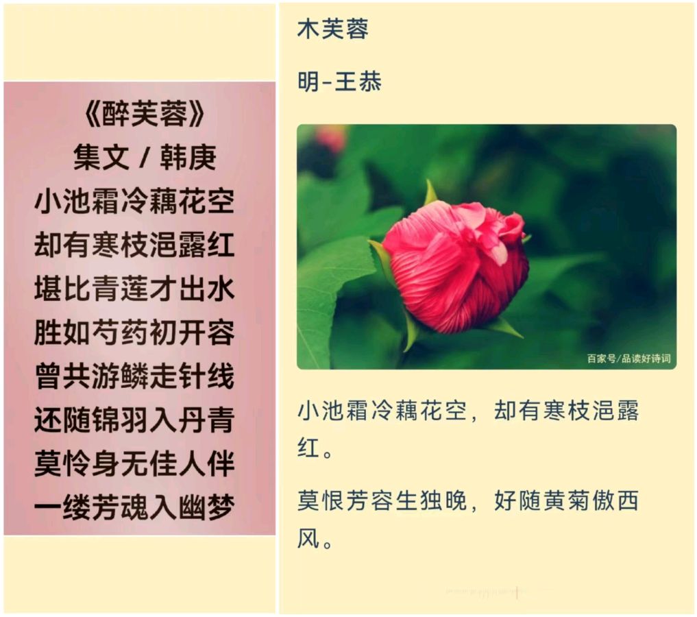 韩庚的《醉芙蓉》