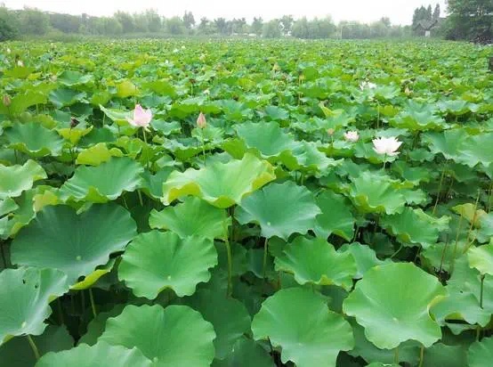 【纪实文学】荷塘记忆／李玉德（图3）