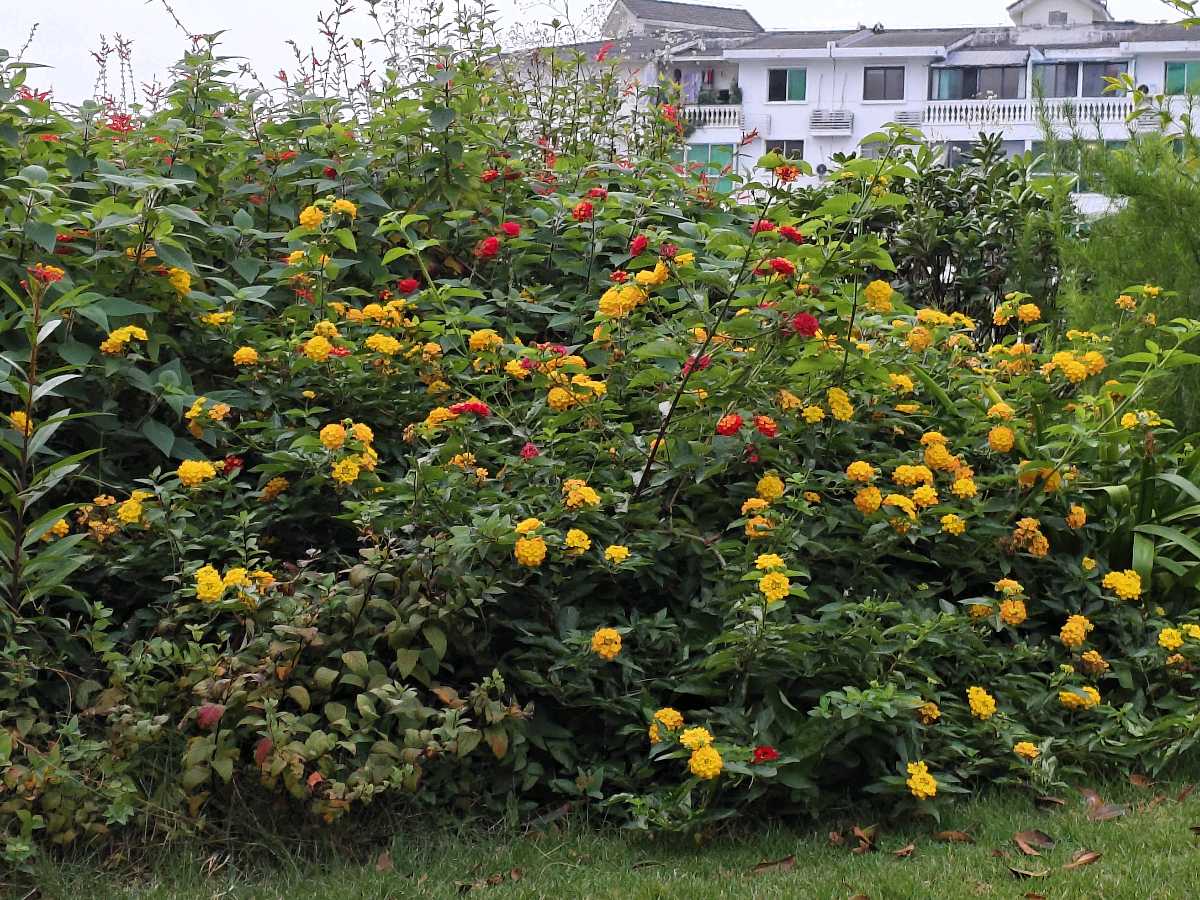 【5363】张光山:《题诸葛亮像》（图4）