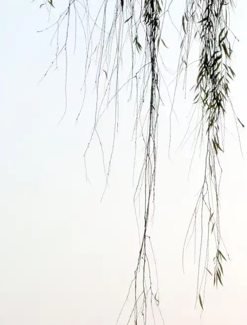 冬 柳（文/许碧霞）……莲叶之珠文学社（图4）