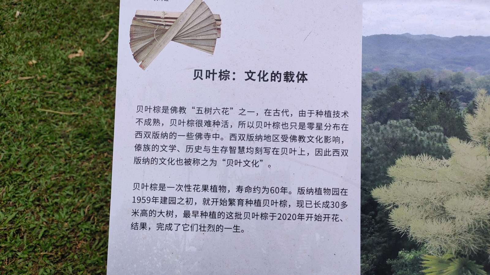 西双版纳热带植物园暨傣族园游记（图20）