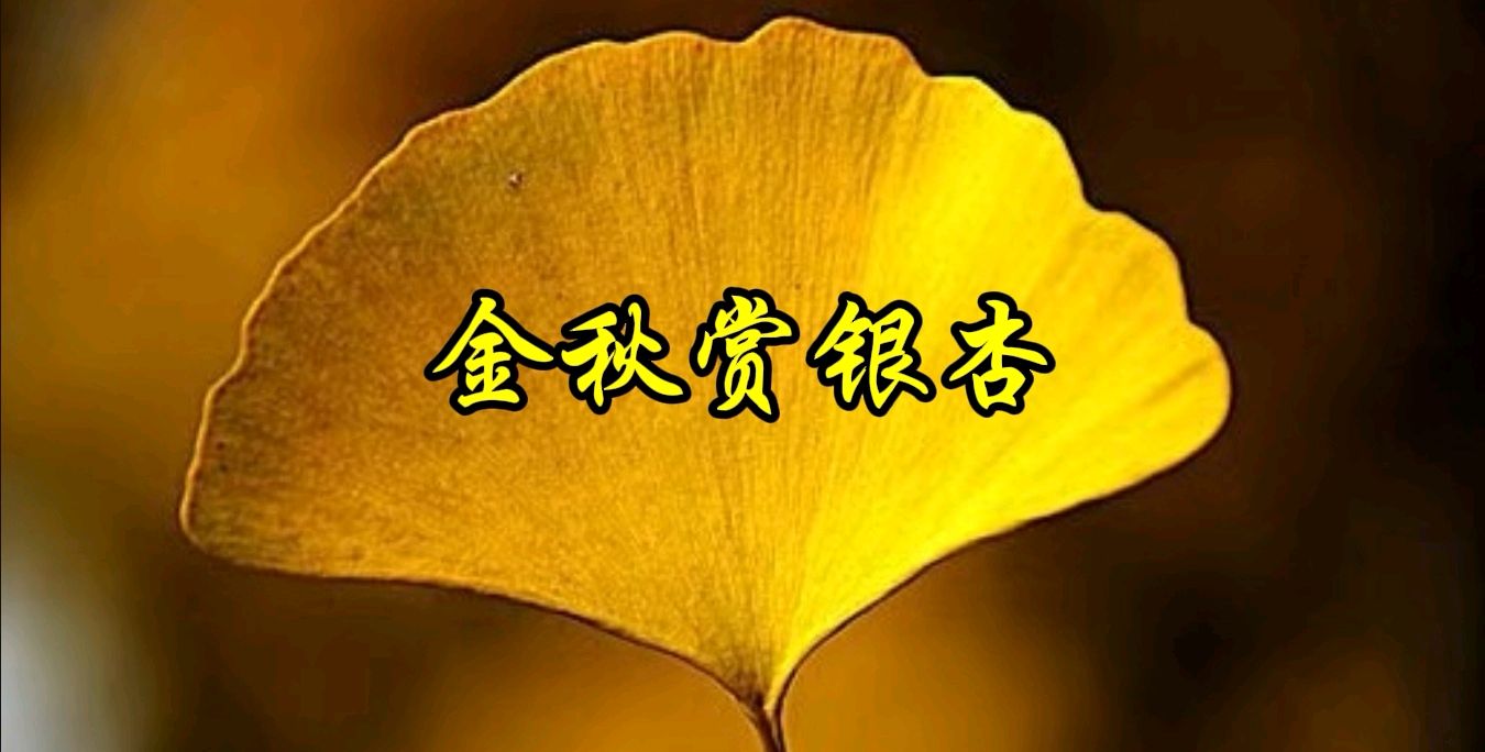 《金秋赏银杏》作者/叶进辉 诵读/知足常乐 编辑制作/青青【花雨馨声】第716期（图2）