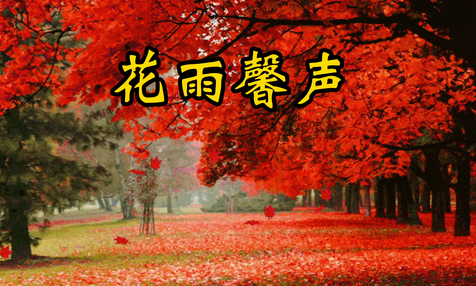 《金秋赏银杏》作者/叶进辉 诵读/知足常乐 编辑制作/青青【花雨馨声】第716期